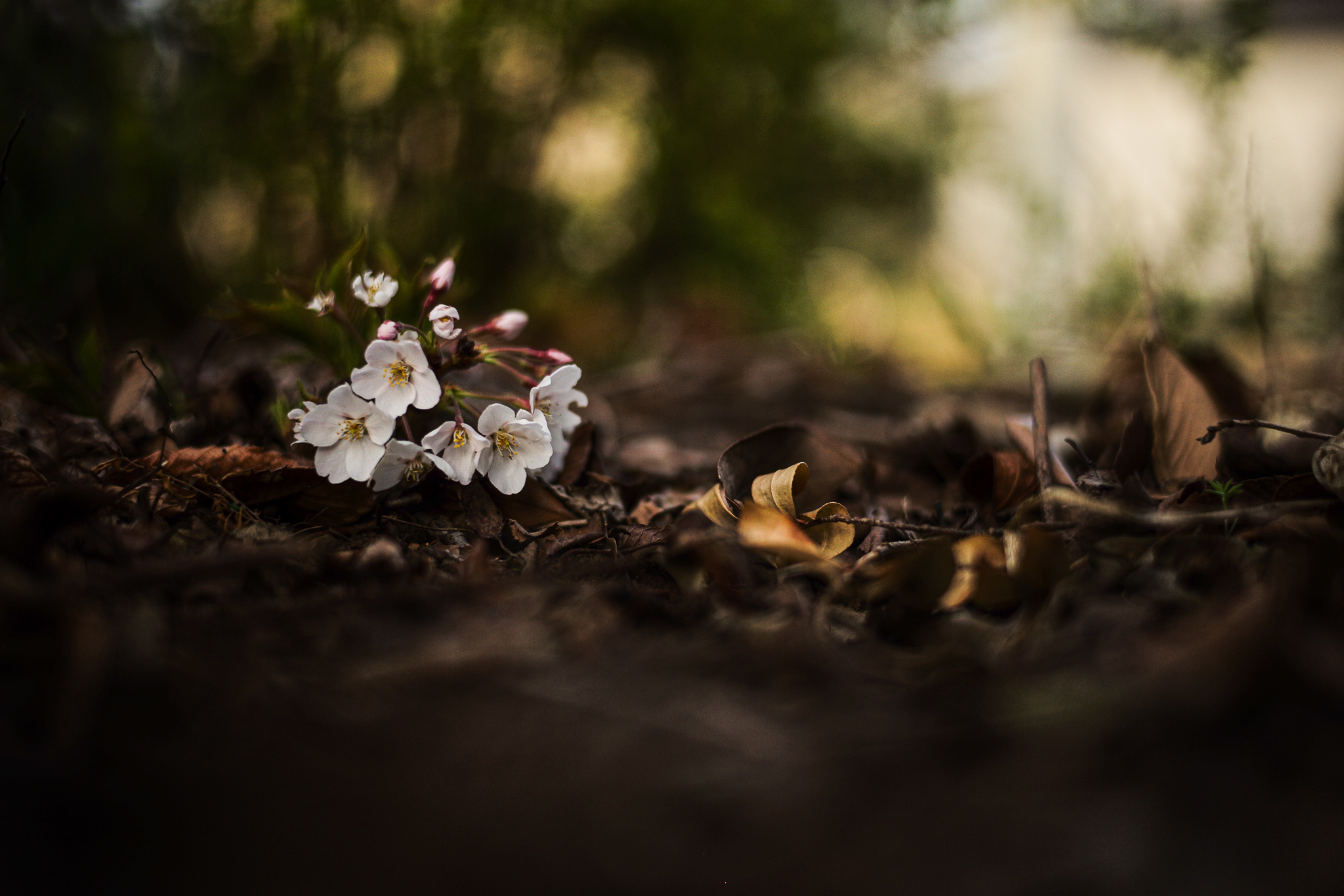 スイス堂 スイスドウ メガネ 眼鏡 めがね 眼鏡屋 メガネ屋 サングラス 時計 時計屋 東京 仙川 東京 調布 京王線 つつじヶ丘 千歳烏山 成城 世田谷 アンバレンタイン ANNEetVALENTIN マイキータ MYKITA ディータ DITA トムブラウン THOMBROWNE テオ THEO トラクション TRACTION レスカ LESCA ジャポニスム JAPONISM ベセペセ BCPC ミューゲ MUGUET スペックエスパス SPECESPACE オークリー OAKLEY エフェクター EFFECTOR マサヒロマルヤマ MASAHIROMARUYAMA ユウイチトヤマ YUICHITOYAMA デュアル DJUAL マイスドロートウキョウ MicedrawTokyo タレックス TALEX カールツァイス Carl Zeiss セイコー SEIKO ホヤ HOYA ニコン NIKON 二デック NIDEK 無相創 大杉漣 大杉隼平 日本 福井 福井県 鯖江 鯖江市 フランス パリ ドイツ ベルリン ベルギー アントワープ アメリカ ニューヨーク ロサンゼルス 古道具 アンティーク ビンテージ 無垢材 オーク インダストリアル 多肉植物 多肉 サボテン 水耕栽培 ドライフラワー アグラオネマ 花 店舗改装 SEYRIG Lesca LUNETIER “Vintage Crown Panto Black 6mm” MYKITA DAMIR DOMA BRADFIELD 丸めがね 工場 鯖江 金沢 福井県 BARNS SEIKO 銀座 時計塔 WAKO 全国一位 表彰 Lunor ルノア ドイツ THOMBROWNE 2018AW 大杉漣 教誨師 写真展 錆鉄御納戸(Sabitetsuonando) 鎚目 ポストカード メガネ拭き JAPONISM BCPC MUGUET KIDS キッズ 子供用メガネ 子供 photo by Shumpei Ohsugi サンタ サンタクロース クリスマス ハーバリウム feellog log blue water flowers 正月飾り LOVISA ライカ leiica 徳島 藍染 MONDAINE SWISS WATCH スイス モンディーン BRUTUS ブルータス 雑誌 漣さん 眼鏡 ベルギー アントワープ サンプル Dunedin Station udon うどん 徳島 新聞 カレンダー 藍染 平成 令和 JUST SING blue water flowers ROBERT MARC 御木 惇史 雨と山 ドラマー UNITED ライカ LEICA M 紫外線 対策 トランクショー 丸田ストアー 小金井 JAPONISM sence 写真集 ヴィンテージ フォトコンテスト 狛江 世田谷 成城 つつじヶ丘 blue water flowers 西荻窪 ふたあい 藍 藍染 NOHGA HOTEL UENO 1st Anniversary PARTY スペックエスパス specespace micedraw マイスドロー トウキョウ クリスマス 限定 サンキライ 年末年始 wonton ワンタン P4 CP+ super pose REBUILD メリークリスマス クリスマス Merry Christmas 2020 フリーマーケット モギ シンゴ 宍戸錠 伊勢丹 新宿 山吹 花 マルタンマルジェラ Maison Margiela テレワーク 在宅勤務 家メガネ セルロイド チャリティー Tシャツ EYEVAN アイヴァン チャリティー Tシャツ GERNOT LINDNER ゲルノットリンドナー 代官山 代官山スタジオ 徳島 阿波銀行 さばえ めがね キャンペーン PICA P38 P21 ICON OGRE GAB2 HERI GASTON BURT TORO LA CORB'S VINTAGE 1964 EYEVAN7285 10eyevan MYKITA & BERNHARD WILLHELM DAISUKE HERI Jacques Durand PAQUES LEVANT SAKHALINE FORMAT 猫 ネコ ねこ 前川國男 東京都美術館 ROCHET ロシェ 時計バンド KAN SANO spinach Awesome City Club PICAS 今井朋彦 アーモンド
