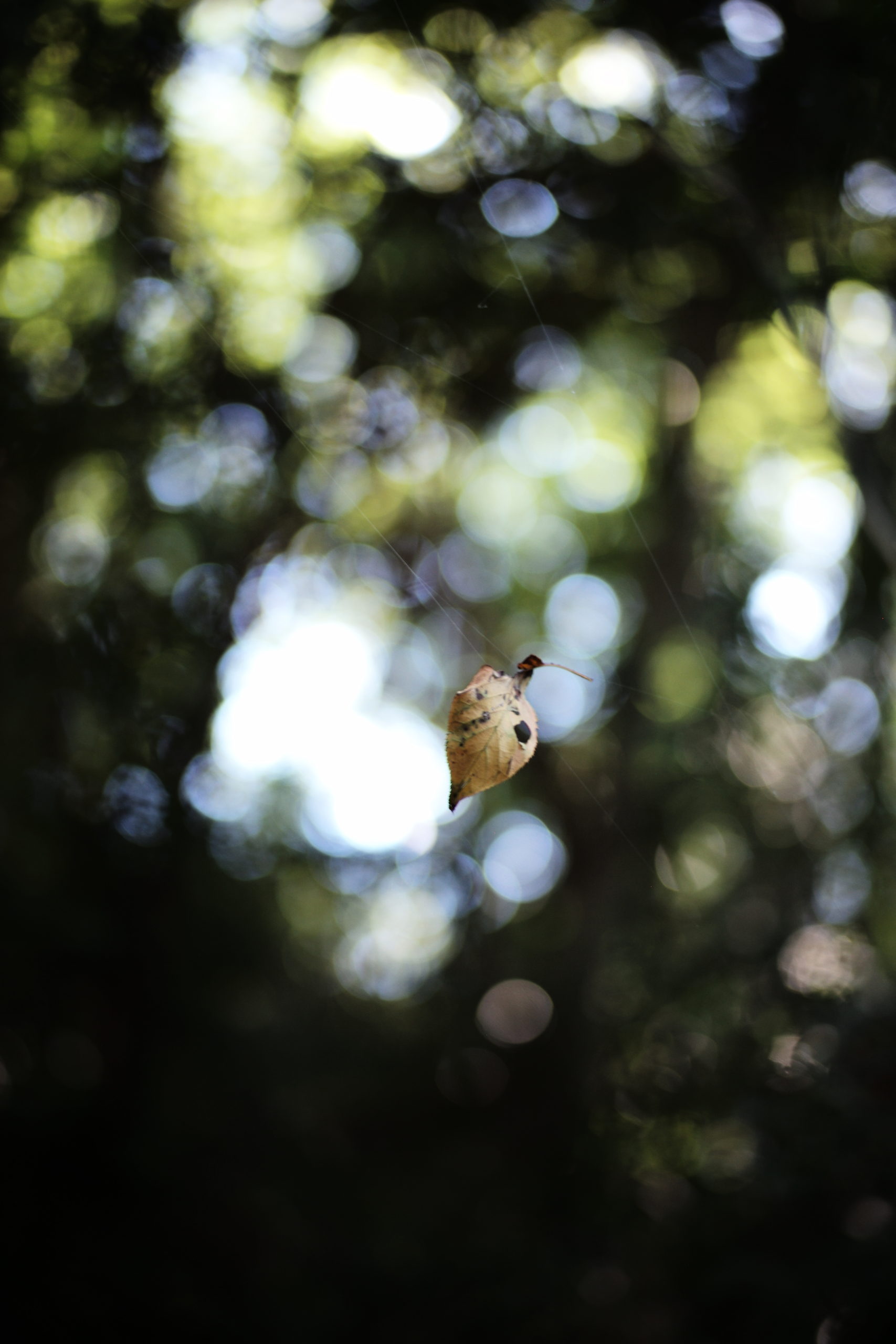スイス堂　スイスドウ　メガネ　眼鏡　めがね　眼鏡屋　メガネ屋　サングラス 時計　時計屋　東京 仙川　東京　調布　京王線　つつじヶ丘　千歳烏山　成城　世田谷　アンバレンタイン ANNEetVALENTIN マイキータ　　MYKITA ディータ DITA トムブラウン THOMBROWNE テオ THEO トラクション TRACTION レスカ LESCA ジャポニスム JAPONISM ベセペセ BCPC ミューゲ MUGUET スペックエスパス SPECESPACE オークリー OAKLEY エフェクター EFFECTOR マサヒロマルヤマ MASAHIROMARUYAMA ユウイチトヤマ YUICHITOYAMA デュアル DJUAL マイスドロートウキョウ MicedrawTokyo タレックス TALEX カールツァイス Carl Zeiss セイコー SEIKO ホヤ HOYA ニコン NIKON 二デック NIDEK 無相創 大杉漣 大杉隼平 日本　福井　福井県　鯖江　鯖江市　フランス　パリ　ドイツ　ベルリン　ベルギー アントワープ　アメリカ　ニューヨーク　ロサンゼルス　古道具　アンティーク　ビンテージ　無垢材　オーク　インダストリアル　多肉植物　多肉　サボテン　水耕栽培　ドライフラワー　アグラオネマ　 花　店舗改装 SEYRIG Lesca LUNETIER “Vintage Crown Panto Black 6mm”　MYKITA DAMIR DOMA BRADFIELD 丸めがね　工場　鯖江　金沢　福井県　BARNS SEIKO 銀座　時計塔 WAKO 全国一位 表彰 　Lunor ルノア ドイツ THOMBROWNE 2018AW 大杉漣　教誨師 写真展 錆鉄御納戸(Sabitetsuonando) 鎚目 ポストカード　メガネ拭き JAPONISM BCPC MUGUET KIDS キッズ　子供用メガネ　子供　photo by Shumpei Ohsugi サンタ　サンタクロース　クリスマス　ハーバリウム feellog log blue water flowers 正月飾り LOVISA ライカ　leiica 徳島　藍染 MONDAINE SWISS WATCH スイス モンディーン BRUTUS ブルータス 雑誌 漣さん　眼鏡　ベルギー　アントワープ　サンプル Dunedin Station udon うどん 徳島　新聞　カレンダー　藍染 平成　令和 JUST SING blue water flowers ROBERT MARC 御木 惇史　雨と山　ドラマー UNITED ライカ　LEICA M 紫外線　対策　トランクショー　丸田ストアー　小金井 JAPONISM sence 写真集　ヴィンテージ　フォトコンテスト 狛江　世田谷　成城　つつじヶ丘　blue water flowers 西荻窪　ふたあい 藍　藍染 NOHGA HOTEL UENO 1st Anniversary PARTY スペックエスパス specespace micedraw マイスドロー　トウキョウ クリスマス　限定　サンキライ　年末年始 wonton ワンタン P4 CP+ super pose REBUILD メリークリスマス　クリスマス　Merry Christmas ２０２０　フリーマーケット　モギ　シンゴ 宍戸錠 伊勢丹 新宿 山吹 花 マルタンマルジェラ Maison Margiela　テレワーク 在宅勤務 家メガネ セルロイド　チャリティー　Tシャツ EYEVAN アイヴァン チャリティー Ｔシャツ GERNOT LINDNER ゲルノットリンドナー 代官山　代官山スタジオ　徳島　阿波銀行　さばえ　めがね　キャンペーン PICA P38 P21 ICON OGRE GAB2 HERI GASTON BURT TORO LA CORB'S VINTAGE 1964 EYEVAN7285 10eyevan MYKITA & BERNHARD WILLHELM DAISUKE HERI Jacques Durand PAQUES LEVANT SAKHALINE FORMAT 猫 ネコ ねこ 前川國男　東京都美術館 ROCHET ロシェ 時計バンド KAN SANO spinach Awesome City Club PICAS　今井朋彦　アーモンド 上勝　こどもの一生 下北カオスビール スーパーOzeki 京王ストア TOGA トーガ　夜を走る サーモント　ブロー　plantin Eyevol SYBIL アド街ック天国 冬薔薇 宇津木えり eriutsugi
